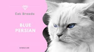 Himmies have their own personality traits, they are not quite persians and not quite siamese. Blue Persian Cat Breed Facts Origin History And Personality Traits