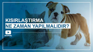 Umraniye Kedi Ve Kopek Kisirlastirma Umraniye Veteriner