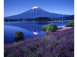 Mt Fuji Flower Fields Seasonal Fruit Picking Thomas Land Train Ride Easy Wander Travel
