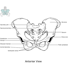 Posterior view of pelvis anatomy bone pelvic girdle. Pelvis Ap View Radiology Reference Article Radiopaedia Org