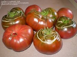 Add ¼ cup bone meal to the soil. Plantfiles Pictures Tomato Black Krim Lycopersicon Lycopersicum By Lenabeannz