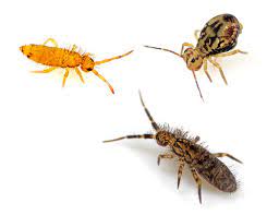 Springtail problems can take years to develop. Springtails Bulwark Exterminating 2020 4 7 Stars