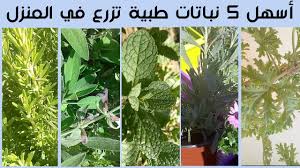 أفضل 5 نباتات طبية و عطرية تزرع في المنزل بسهولة Youtube