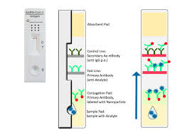 Improper specimen collection, such as swabbing the nostril too quickly, may cause insufficient specimen collection, resulting in. Covid Rapid Tests Biozol