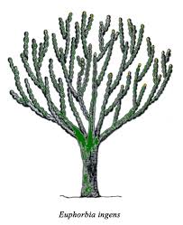 Image result for Meiostemon tetrandrus