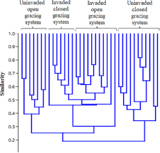 Image result for Dichilus reflexus