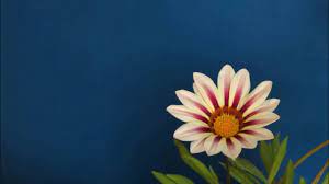 Gerbera Flower Blooming Video Gerbera Flower Bloom Flowers