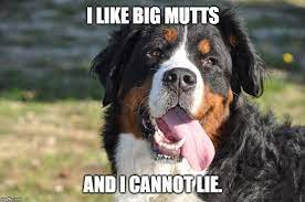 Funny Mutt Memes Dog Memes Bernese Mountain Dog Mountain Dogs
