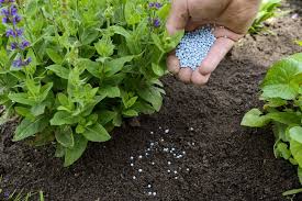 Blaukorn Zusammensetzung Und Dosierung Des Nahrstoffdungers Genau Erklart