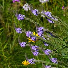 Image result for foto verbena