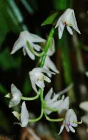 Image result for Polystachya vulcanica