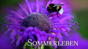 Inzwischen hat die bewährte mischung der unterschiedlichsten themen der gartengestaltung und des. Was Die Landlust So Erfolgreich Macht Pure Idylle Medien Gesellschaft Tagesspiegel