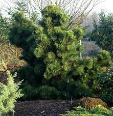 Dwarf Conifer Pine Thunderhead Singing Tree Gardens Front Yard Garden Small Pine Trees Backyard Landscaping