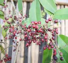 Image result for Embelia ruminata