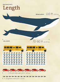 Wear your blue whale knowledge proudly, they're one of the coolest parts of mother nature! Blue Whale Size Comparison How Big Are They Compared To Humans