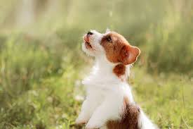 Weitere ideen zu hunde, hundetricks, hundetraining. Hundetricks So Klappt Es Mit Platz Sitz Tractive