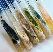 Image result for Microchloa altera