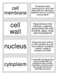Plant And Animal Cell Organelle Flashcards Animal Cell Plant And Animal Cells Flashcards