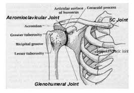 Take a look at the urinary system diagram labeled below. Upper Extremity Disorders Theory Of Shoulder Girdle Function And Pelvic Trunk Stabilization