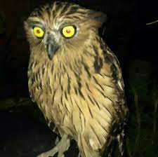 Untuk digunakan gratis ✓ tidak ada atribut yang di perlukan ✓. Burung Hantu Cafe Photos Facebook
