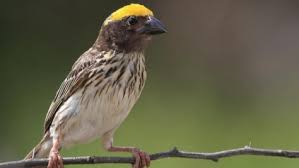 Tubuh burung cililin yang jantan cenderung panjang dan lencir. Download Suara Burung Manyar Mp3 Untuk Masteran Kualitas Terbaik