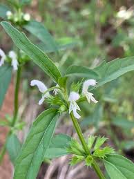 Image result for Leucas glabrata