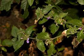 Image result for Dicliptera heterostegia