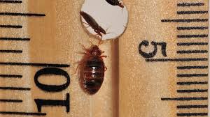 Image result for Bed Bug