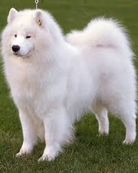 samoyed yavru kopek kopek hayvanlar