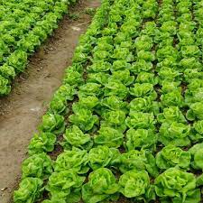 Learn the correct vegetable plant spacing for a healthier if you have a traditional row garden, try planting double rows instead of single. Basic Vegetable Garden Layout Ideas For Beginners