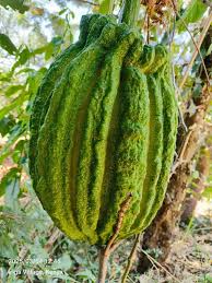 Image result for Telfairia pedata