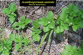 Image result for Acanthospermum