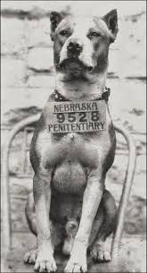 Pin On History American Pit Bull Terrier Apbt Game Dogs