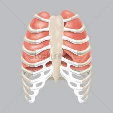Lungs behind ribs / xiphoid process: Human Lungs In Rib Cage Vector Image 1863697 Stockunlimited