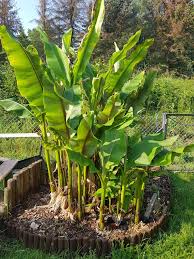 Im sommer unter einer bananenpflanze sitzen und eigene früchte ernten. Bananenpflanzen Im Garten Home Facebook