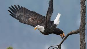 Free download directly apk from the google play store or other . Eagle Animals Live Wallpapers For Android Apk Download