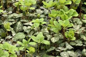 Image result for Porphyrostemma chevalieri