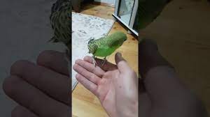 muhabbet kusu ele alistirma muhabbet kuslari kusu elsa