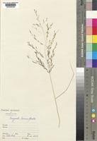 Image result for Eragrostis rotifer