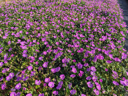 Image result for Geranium sanguineum Max Frei