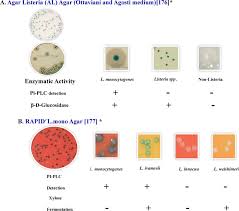 It was named innocua (innocuous) because as opposed to pathogenic listeria monocytogenes, l. Prevalence And Methodologies For Detection Characterization And Subtyping Of Listeria Monocytogenes And L Ivanovii In Foods And Environmental Sources Sciencedirect
