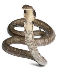 Art Illustration Cobra Snake It Is The Largest Venomous Snake There Is The Average Length Is 3 7 M But Some R Animals Of The World Illustration Art Animals