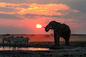 Best Botswana Game Reserves For A Wildlife Safari Roxanne Reid