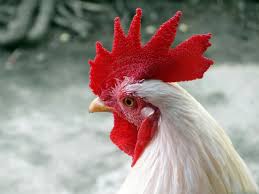 Image Result For Chicken Animal Pet Chickens Rooster Types Of Chickens