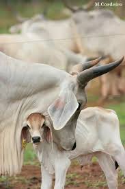 Browse 350 brahman cattle stock photos and images available, or start a new search to explore more stock photos and images. Pin On Cattle