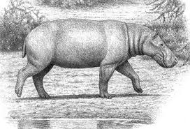 Image result for Hippobromus