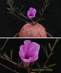 Image result for Xysmalobium holubii