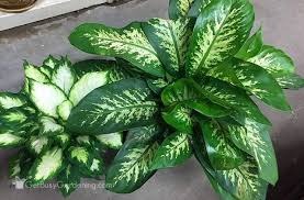 How To Care For Dieffenbachia Dumb Cane Large Leaf Plants Air Cleaning Plants House Plants