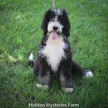 Our dogs are genetically tested for health by paw print genetics. Puppyfind Bernedoodle Puppies For Sale