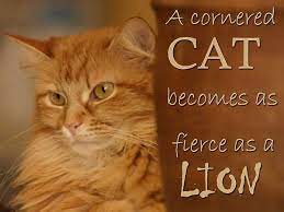 Cornered animals are the most dangerous. Cat Or Lion Cats Cat Quotes Crazy Cats